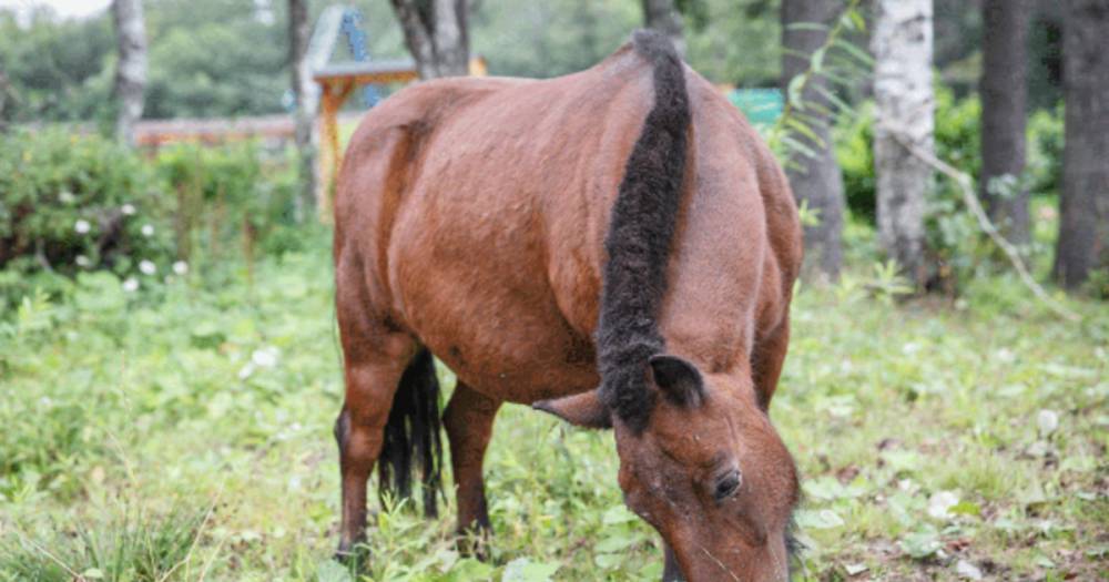 В Сахалинском зоопарке от переедания чуть не умерли пони и осёл