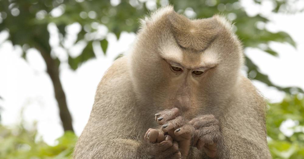 Роспотребнадзор предупредил о вспышке оспы у обезьян в Камеруне