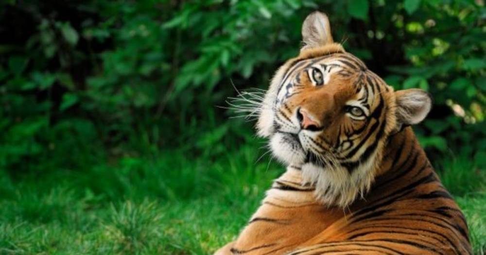 Два годовалых амурских тигра поселились в Московском зоопарке