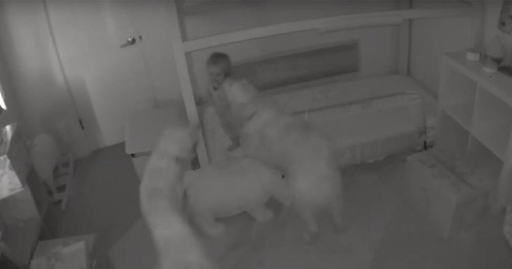 В США собаки "организовали" побег из комнаты годовалой малышке — видео