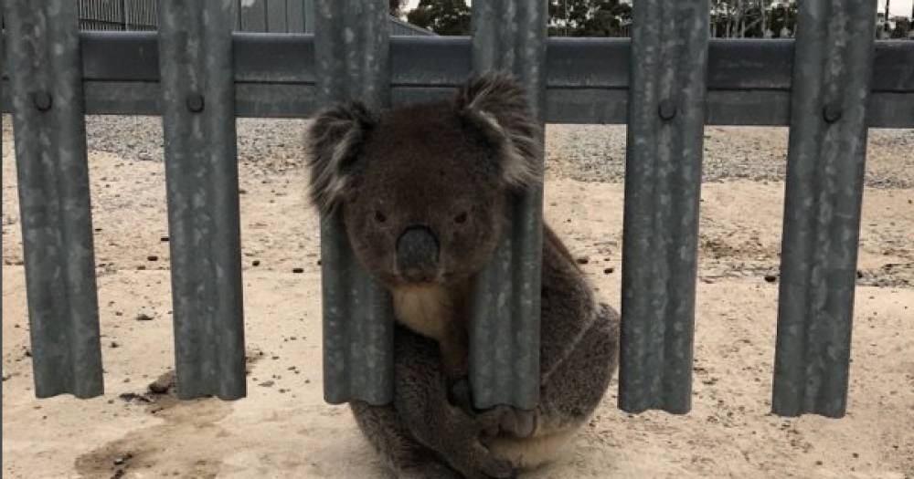 В Австралии нашли самую неудачливую коалу