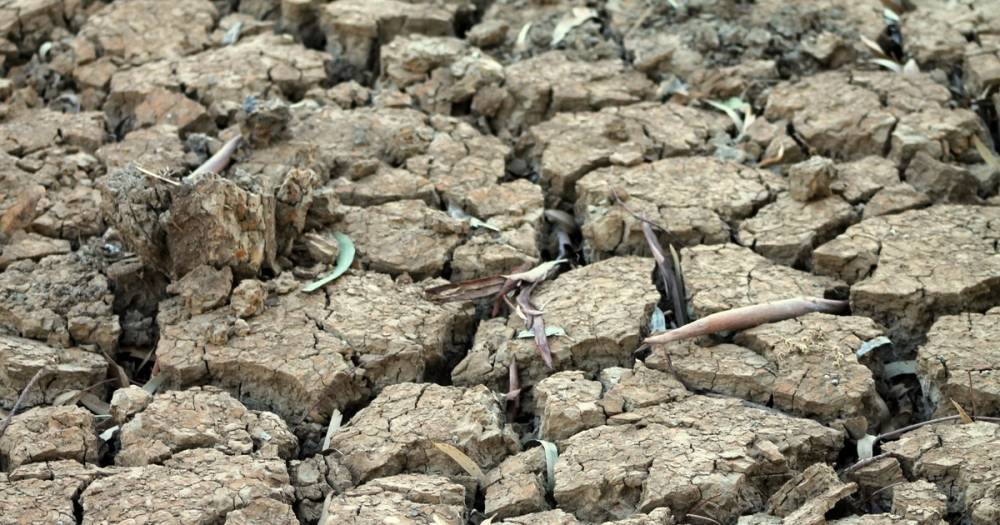Власти Сальвадора объявили тревогу из-за сильнейшей засухи