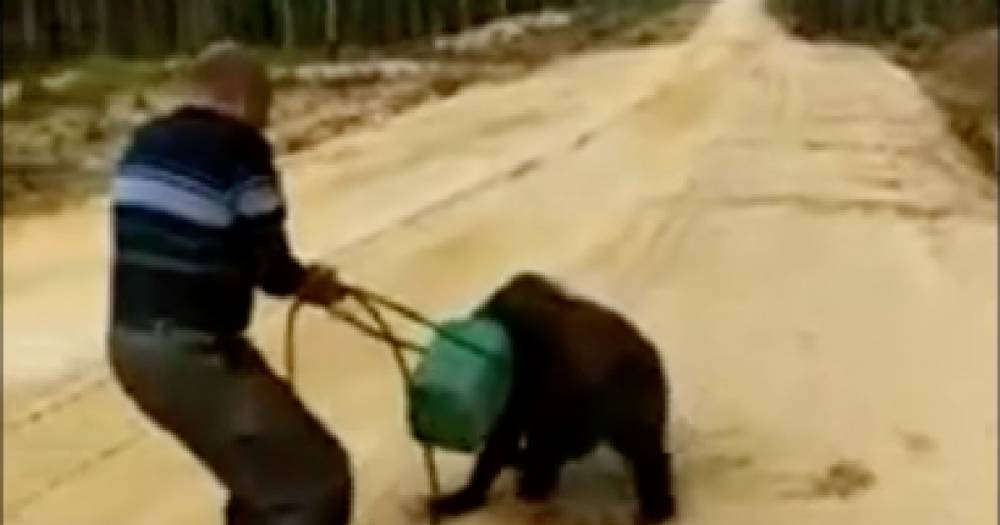 В Якутии пытаются спасти медведя с канистрой на голове