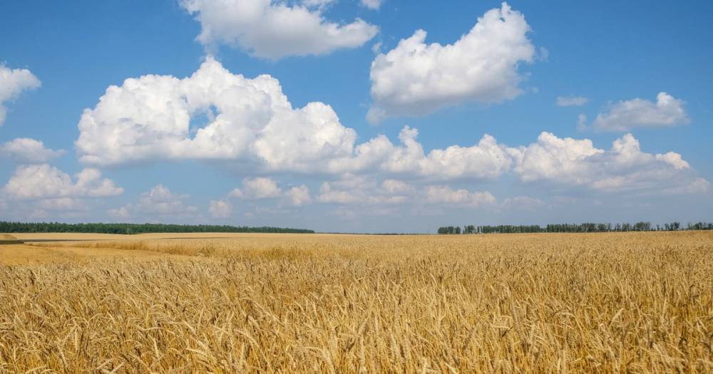 В США увидели угрозу для своих фермеров из-за рекордного урожая пшеницы в России