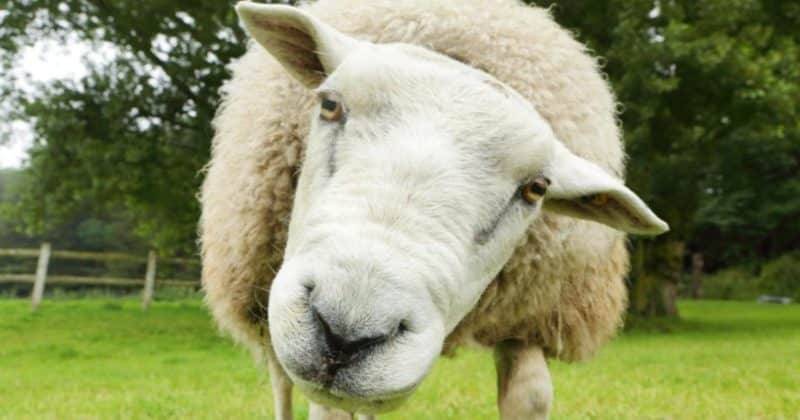 Бандитам удалось украсть 500 беременных овец с фермы стоимостью £60 тыс.