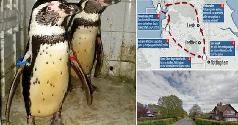 Пингвинов, украденных из зоопарка и проданных в интернете, вернули домой