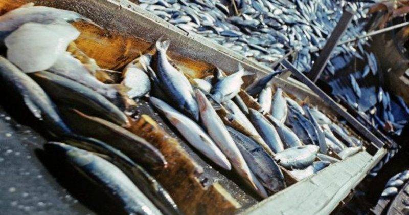Новое правило ЕС, внедренное перед Brexit, может быть “разрушительным” для рыбной промышленности Великобритании