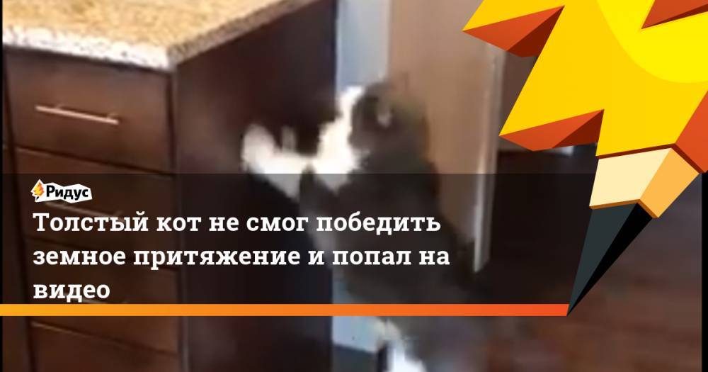 Толстый кот не смог победить земное притяжение и попал на видео