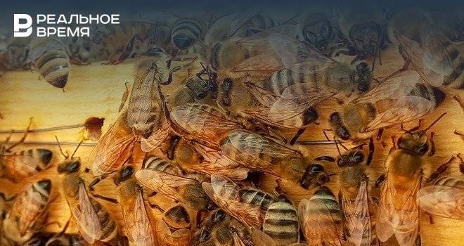 Власти Татарстана назвали причину массовой гибели пчел