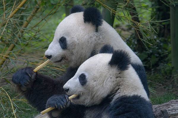 В Китае открылся  научный институт по исследованию больших панд