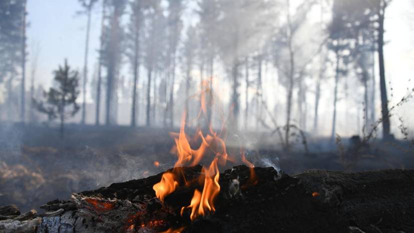 В Авиалесоохране рассказали о ситуации с лесными пожарами в России