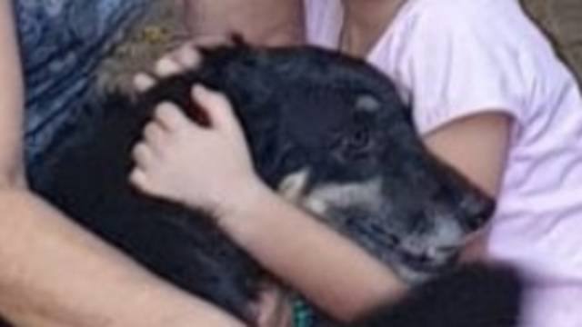 Видео: пропавшая собака Бобби взяла судьбу в свои лапы и нашла тех, кто вернул ее домой