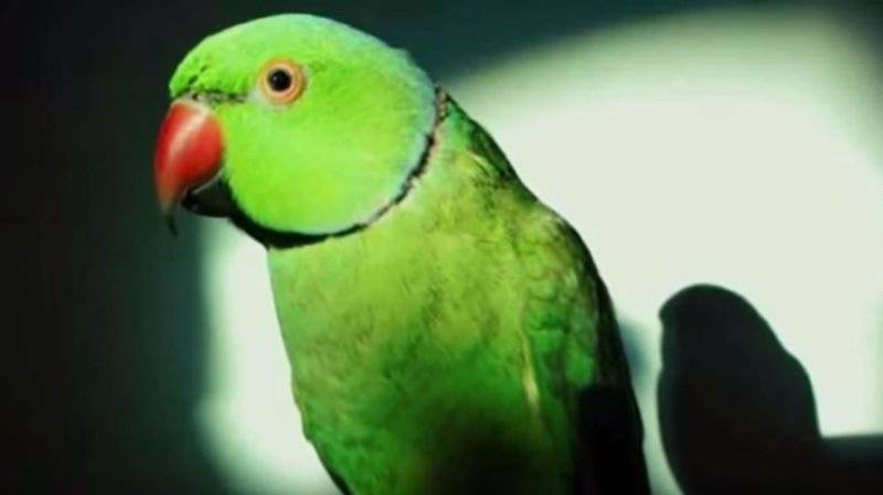 Полиция в Нидерландах арестовала попугая-неразлучника