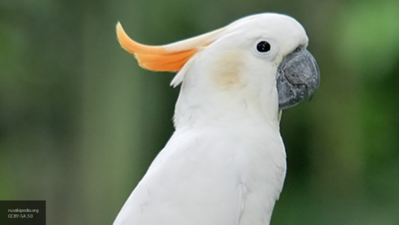 Голландские полицейские задержали вора и его попугая-подельника