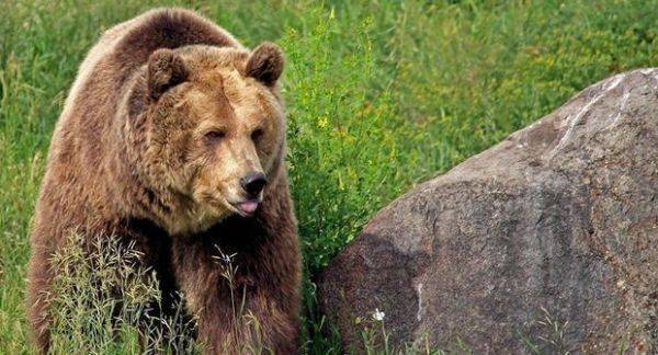 За медведем — убийцей польского туриста в Армении установят видеонаблюдение