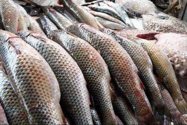 Аргентина планирует удвоить в два раза поставки рыбы в РФ