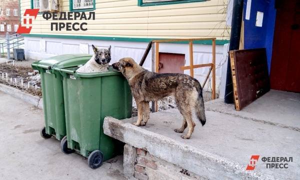 На Ямале более тысячи человек пострадали от укусов бездомных животных