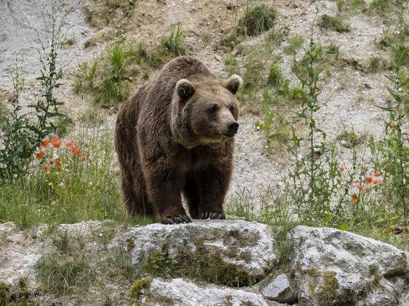 Медведь загнал на скалу туристов в заповеднике&nbsp;под Красноярском