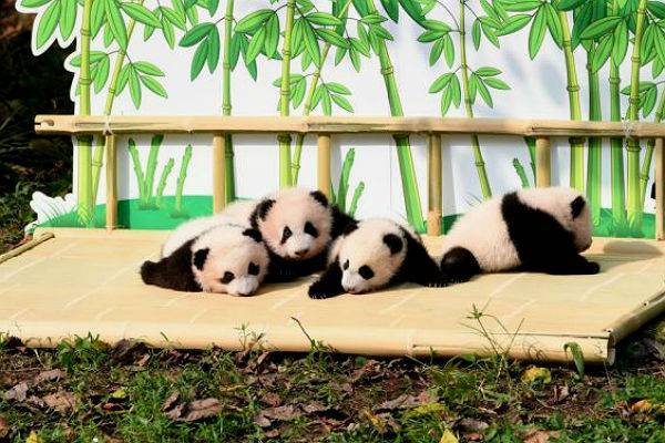 В Китае публике показали две пары детенышей-близнецов панды