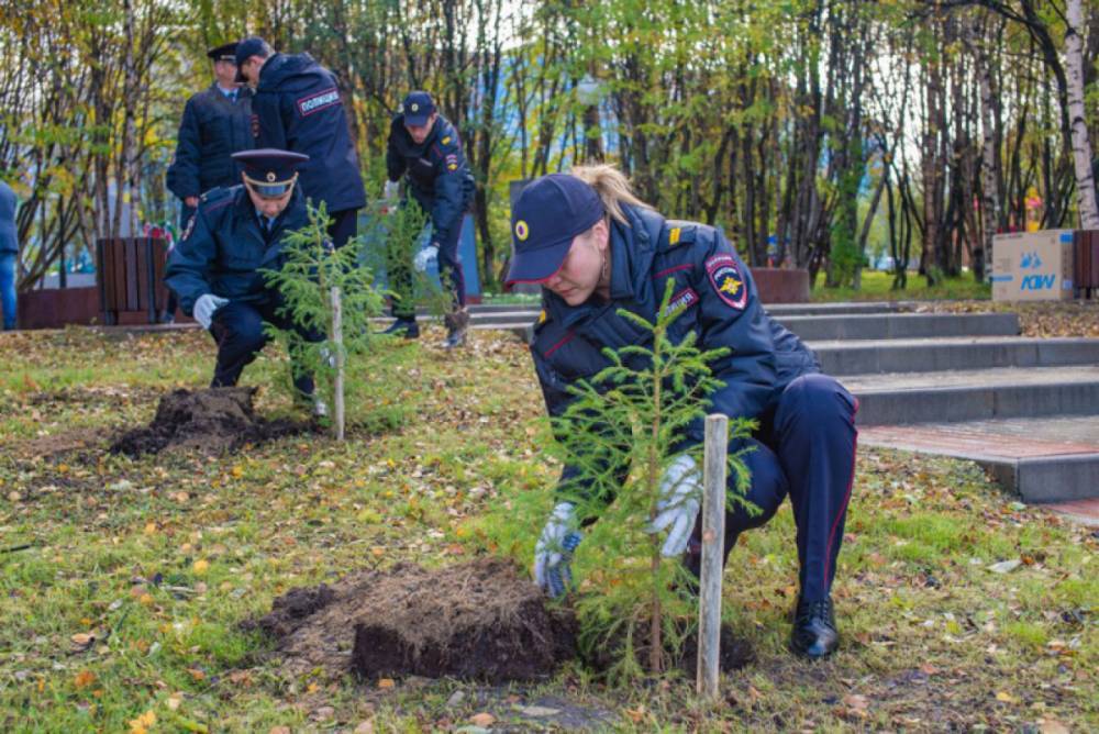 На воинском захоронении в Шимском районе полицейские посадили молодые ели