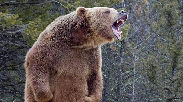 Мужчина чудом выжил после нападения медведя в Забайкалье