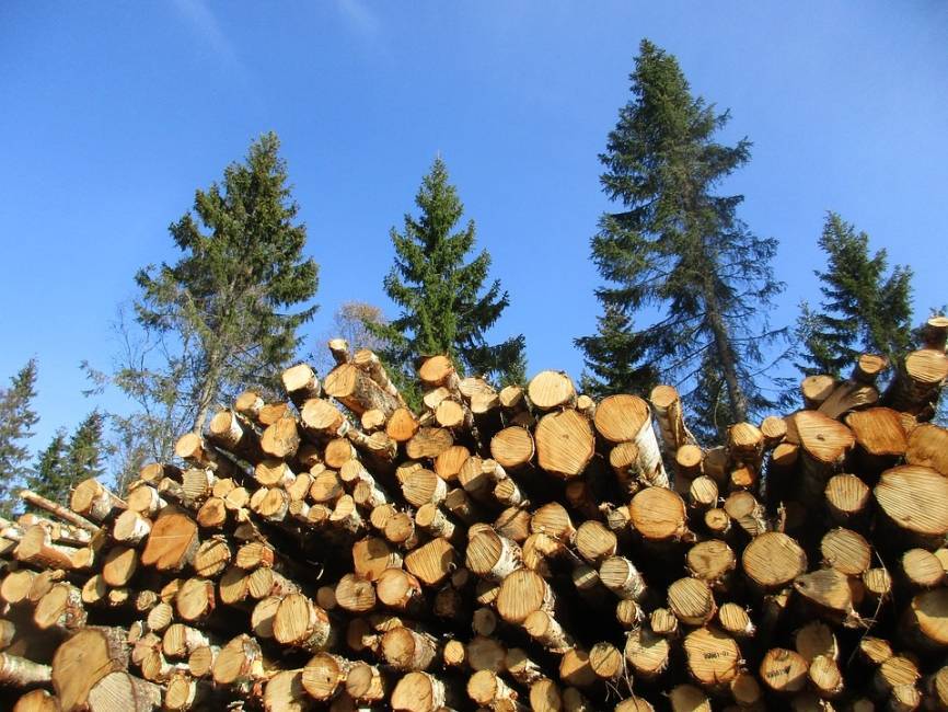 В Архангельске на месте лесозавода № 3 снова начнут перерабатывать лес