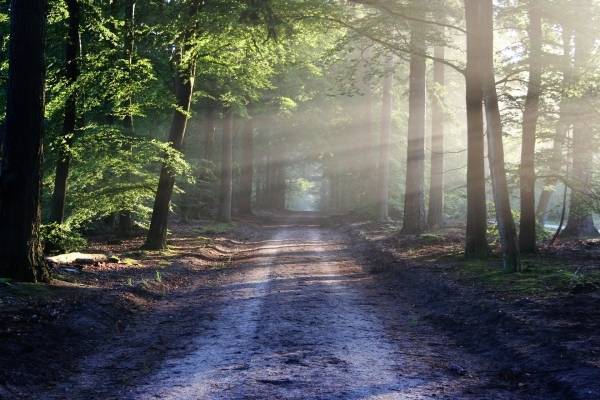 Неизвестный похитил 11-летнюю девочку и увез ее в лес в Ленобласти