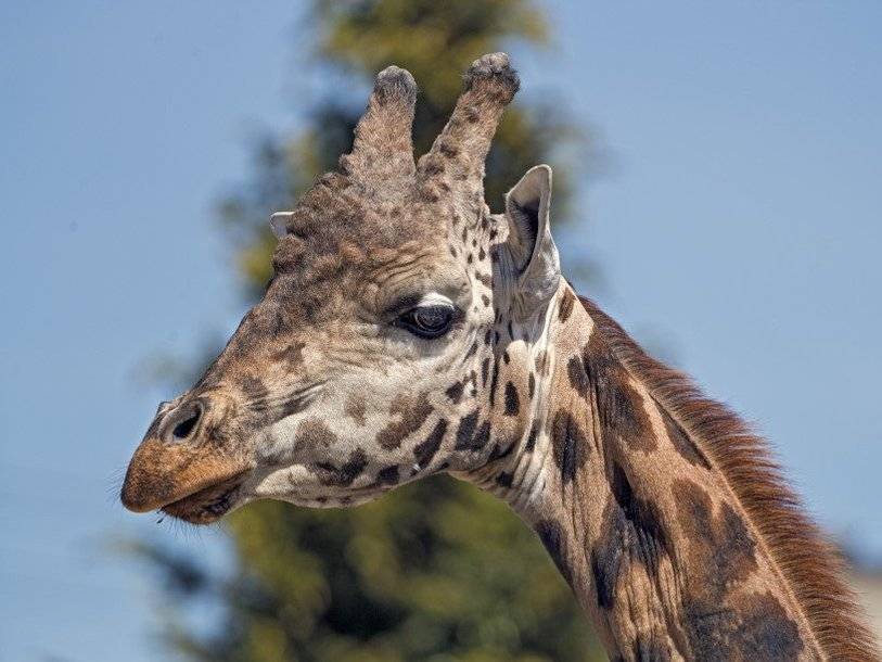 Цвет пятен жирафов отражает особенности их поведения и социального статуса
