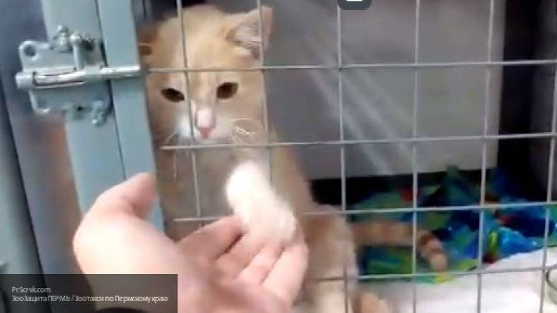 Зоозащитник спас в Перми получившего девять пулевых ранений котенка