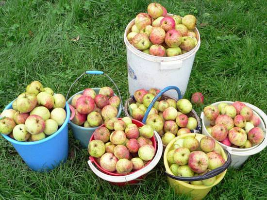 Специалисты объяснили небывалое обилие яблок в этом году