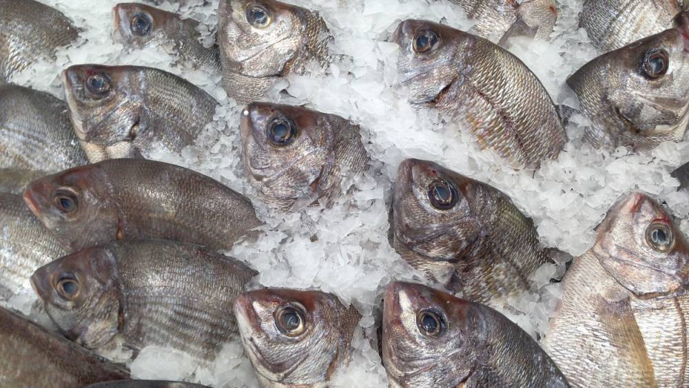 Рыбу из Мурманской области хотят ионизировать для длительного хранения