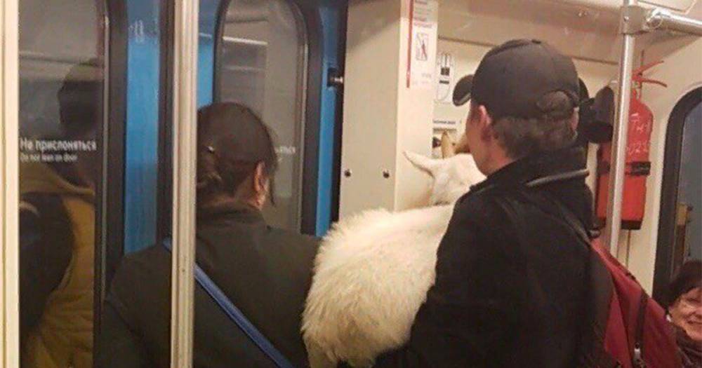 В московском метро заметили пассажира с козой