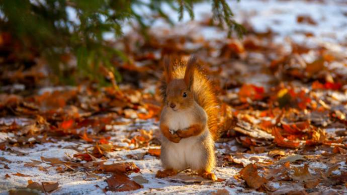 Парки Москвы помогут животным пережить зиму
