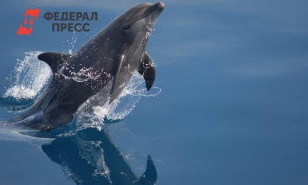 Противники строительства дельфинария в Уфе предложили создать океанариум