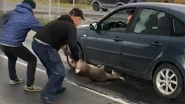 Видео: полицейский спас косулю, попавшую под колеса автомобиля