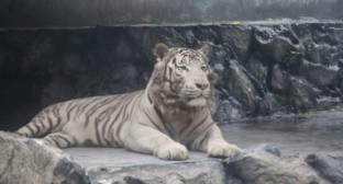 Более 10 тысяч человек потребовали сохранить единственный зоопарк в Краснодаре