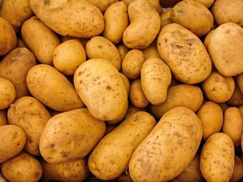Медведев призвал заниматься селекцией картофеля