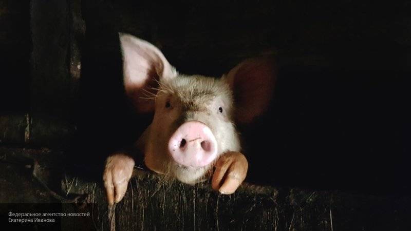 Ученые выявили способность у свиней пользоваться инструментами по назначению