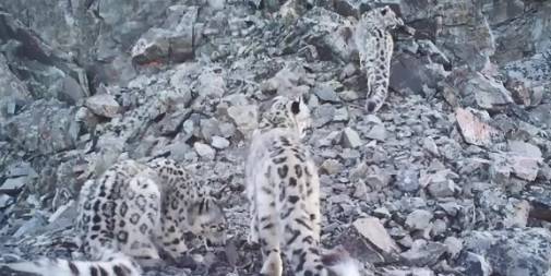 Видео: ученые показали трех новых снежных барсов в горах Алтая