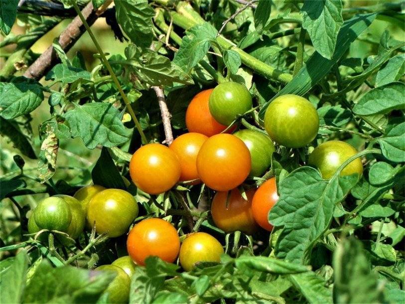 Почвенный грибок поможет выращивать помидоры в условиях повышенной солености