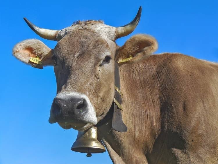 Первая в мире клонированная корова скончалась в Японии