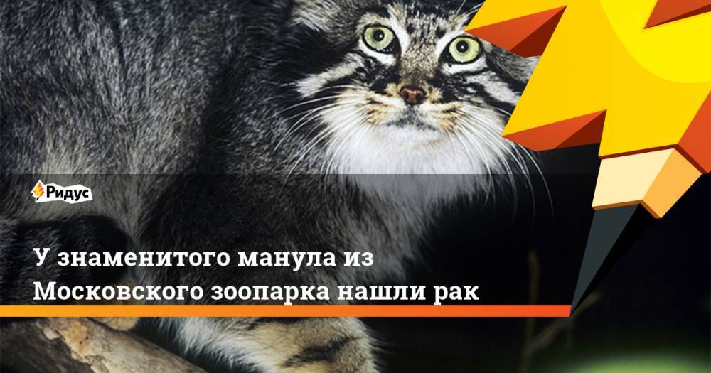 У знаменитого манула из Московского зоопарка нашли рак