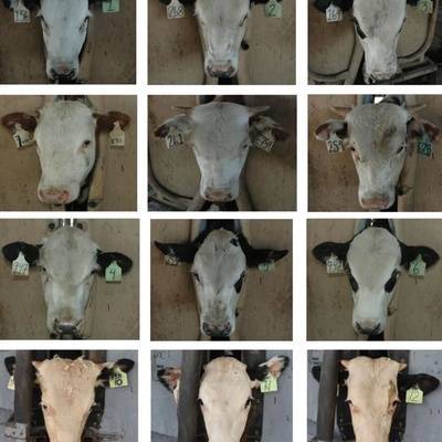 Генетики США создали безрогих коров