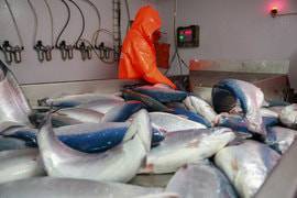 ФАС выступила против предоставления льгот для рыбопромышленников