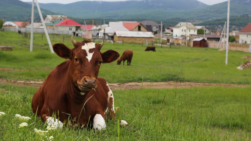 Первая клонированная корова скончалась в Японии от старости