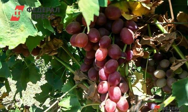 Правительство отклонило закон о поддержке виноградарства и виноделия в России