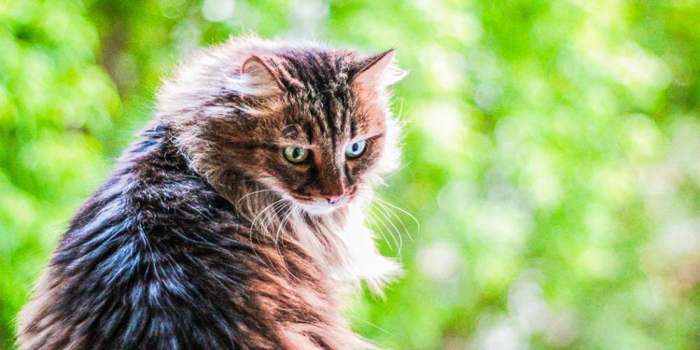 Омские полицейские устроили допрос кошке как свидетелю домашней драки