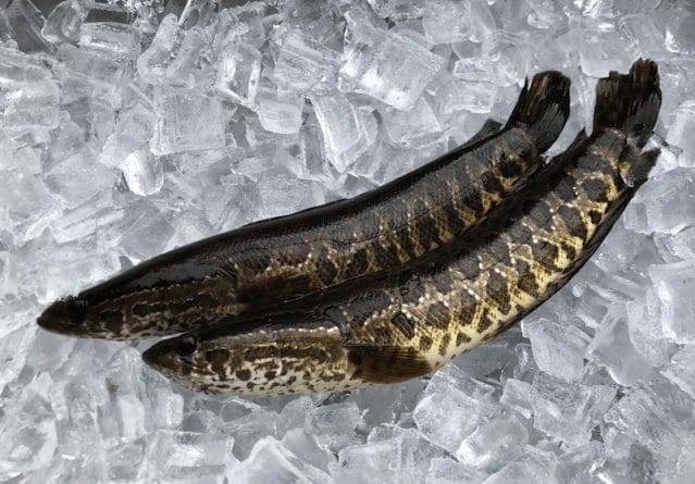 Плотоядных рыб из Китая, которые могут выжить на суше и питаются млекопитающими, нашли в Джорджии