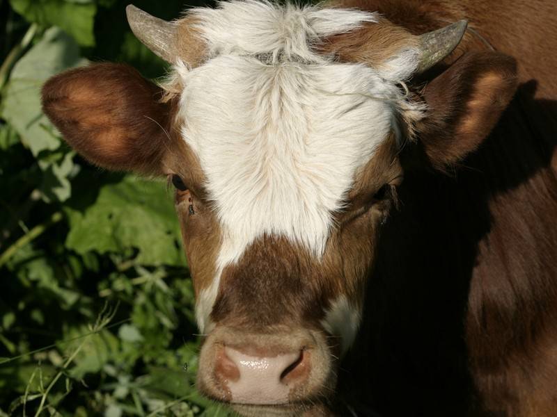Первая в мире корова-клон умерла в Японии