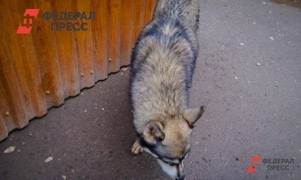 Хабаровские живодеры жестоко расправились с двумя щенками